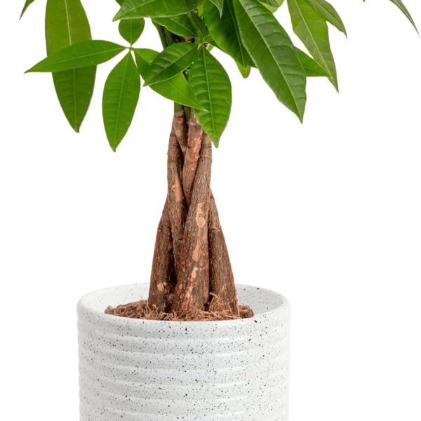 Money Tree Live Plant | 12-16 Inches Tall Bonsai | Easy to Grow Indoor Houseplant in Plant Pot | Home, Office, or Room Decor | Birthday, Housewarming Gift