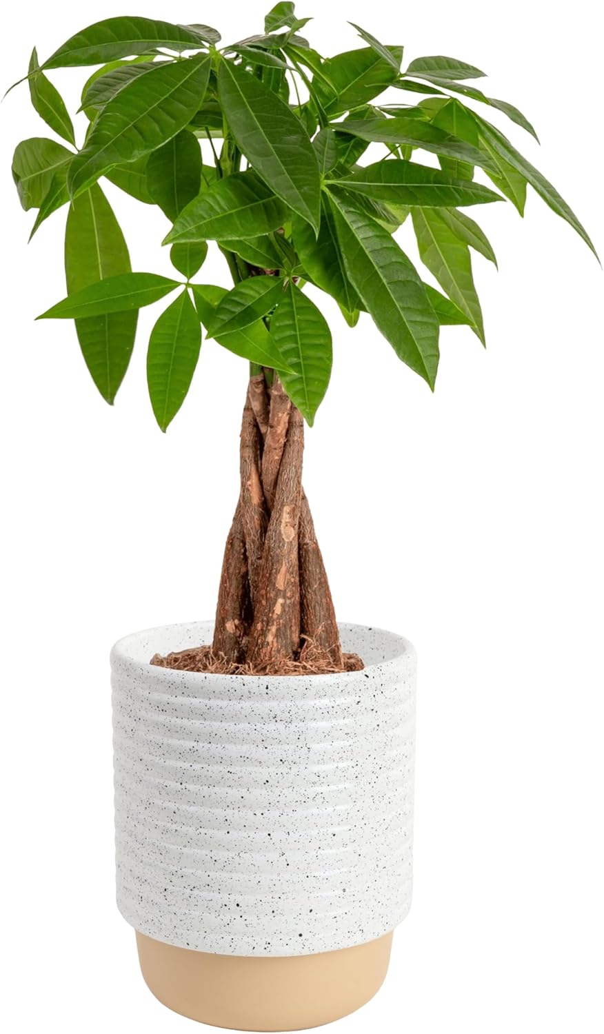 Money Tree Live Plant | 12-16 Inches Tall Bonsai | Easy to Grow Indoor Houseplant in Plant Pot | Home, Office, or Room Decor | Birthday, Housewarming Gift