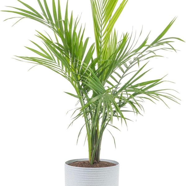 Majesty Palm Live Plant, Live Indoor and Outdoor Palm Tree, Potted in Modern Décor Planter, Tropical Floor Houseplant in Potting Soil, Great Patio, Balcony, Home Decor, 3-4 Feet Tall