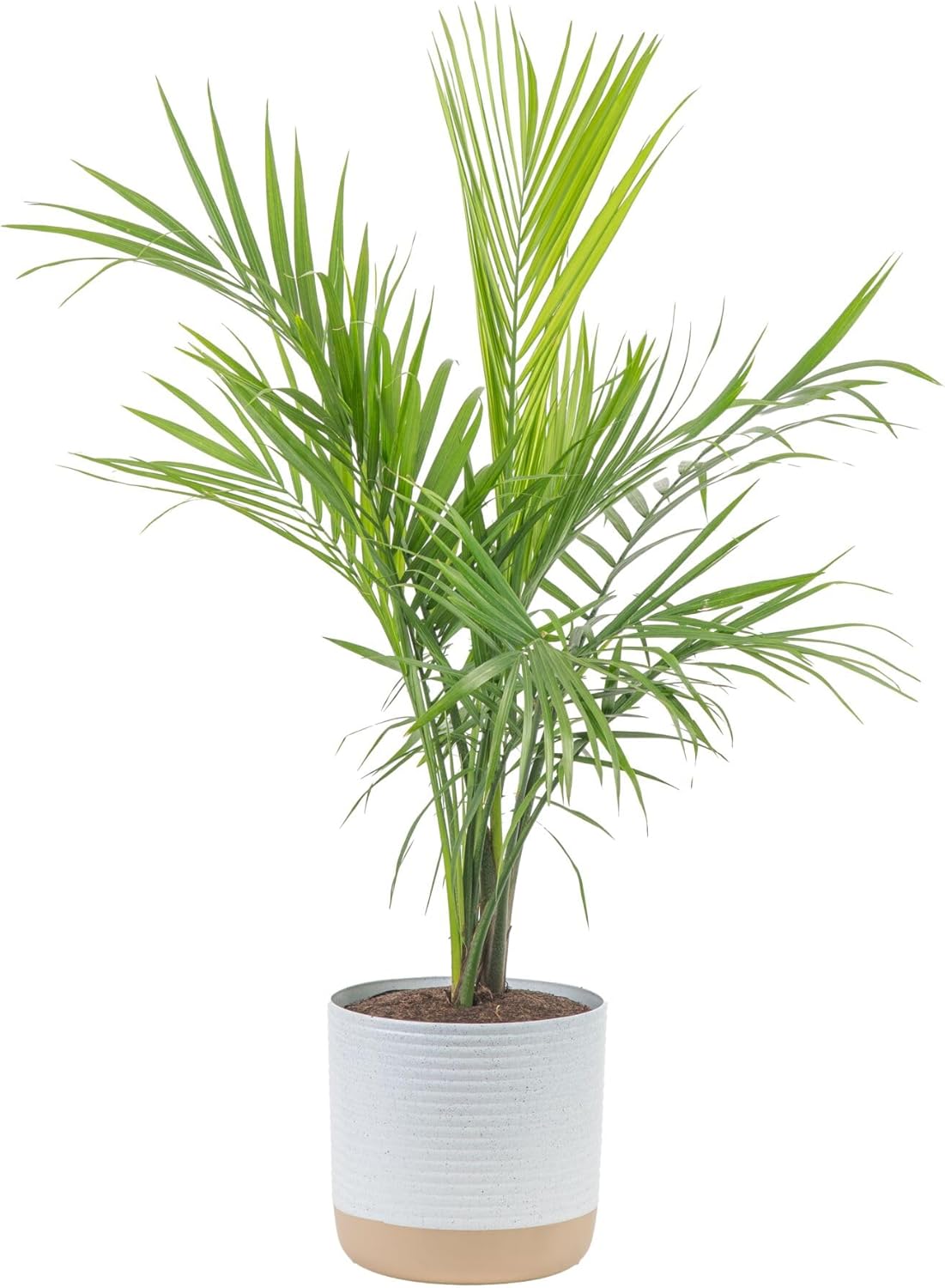 Majesty Palm Live Plant, Live Indoor and Outdoor Palm Tree, Potted in Modern Décor Planter, Tropical Floor Houseplant in Potting Soil, Great Patio, Balcony, Home Decor, 3-4 Feet Tall